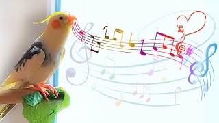 Happy Cockatiel Singing and Dancing 🦜cockatiel singing training 🌿 [upl. by Goddord]