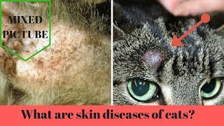 what are the skin diseases that often attack the cat [upl. by Eleanore]