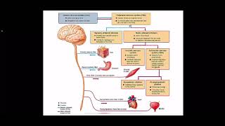 sympathetic and parasympathetic neurons شرح بالعربي [upl. by Marleen]