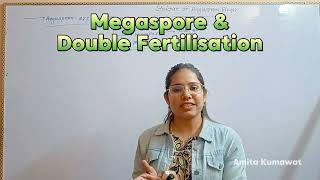 megaspore  Double fertilisation biology neet2024 neetaspirants amita kumawat [upl. by Fabrin932]