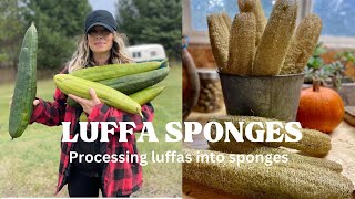 GETTING SPONGES FROM LUFFA GOURDS [upl. by Lucho]