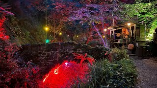 Visiting Shanklin Chine at Night Isle of Wight October 2022 [upl. by Namie]