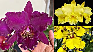 Promoção de orquídea negra Catleyas e oncidiuns [upl. by Yehtomit682]