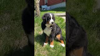 Bernese Mountain Dog Barking at the unseen [upl. by Gusti]