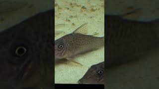 Large Corydoras cervinus Rare [upl. by Aehtna]