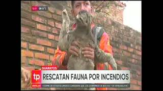 16092024 EN GUARAYOS RESCATAN FAUNA POR INCENDIOS FORESTALES UNITEL [upl. by Nelyk268]