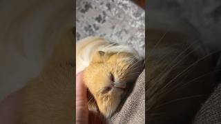 Guinea pig purring [upl. by Yboc683]