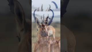 Pronghorn Antelope shorts youtubeshorts [upl. by Atinaj]