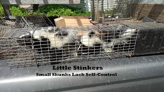 Juvenile Skunks are Likely to Spray  Lack of Spray Control [upl. by Accire772]