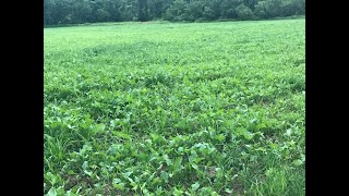 Best Way to Plant clovers and brassicas [upl. by Vahe]