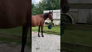 How to Get a Horse to Take Oral Medication Willingly [upl. by Chyou]