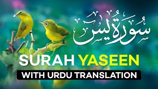 Surah Yasin  Yaseen  with Urdu Translation  Quran Tilawat Beautiful Voice  Hindi Tarjuma [upl. by Freberg]