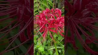 Beautiful Red Spider Lily Higanbana Flowershorts travel travel pinaylifeinfukuoka8254 [upl. by Nysila]