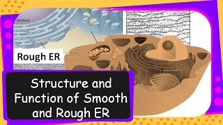 Science – Structure and Functions of Endoplasmic Reticulum – English [upl. by Blair771]