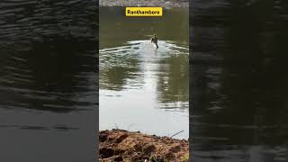 Tiger swimming in lake ranthambore tiger safari wildlife shortsfeed shortvideo shorts [upl. by Yhtir]