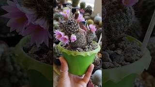 Mammillaria Alamensis [upl. by Remsen601]