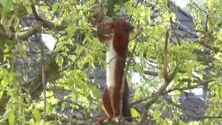 Eichhörnchen frisst Vogelfutter FutterKnödel Cheeky Squirrel  Hd 1080p [upl. by Atled]