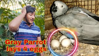 surprisingly my congo African grey parrot breeds two times in a monthTips about african grey parrot [upl. by Horsey632]