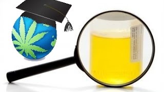 How To Pass A Urine Test For THC Cannabis [upl. by Savvas]