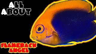 All About The Flameback Angelfish or African Pygmy or Orangeback Angel [upl. by Ahsilad]