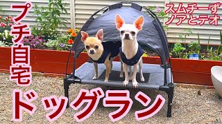 自宅の庭でプチドッグラン制作中【多頭飼いスムチーず】 [upl. by Coltin]