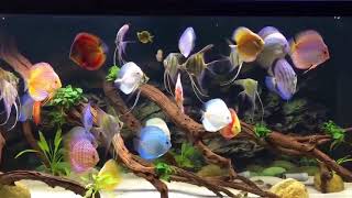 Great Discus and Altum Tank Set Up Thanks Nguyen Chuong [upl. by Gibert]