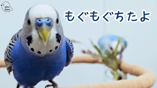 猫じゃらしにぱくつくインコを見る動画 budgie Setaria viridis エノコログサ 野草 [upl. by Hasan]