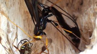 Giant Ichneumon Ichneumonidae Megarhyssa Closeup [upl. by Pierce]