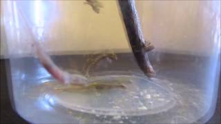 Feeding Hatchling Mourning Geckos [upl. by Rayburn]