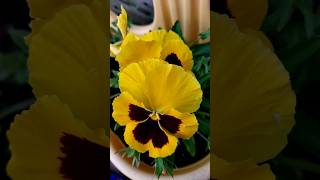 Tricolor Pansy pansyflower [upl. by Anairuy]