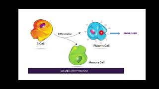 Clonal Selection Theory [upl. by Yaeger]