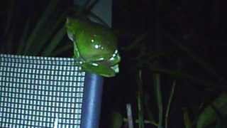 Litoria caerulea  Green Tree Frog  male calling [upl. by Aletta]