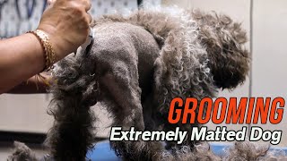 Grooming an EXTREMELY matted dog [upl. by Enomal]