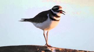 Killdeer Song [upl. by Gerdeen520]