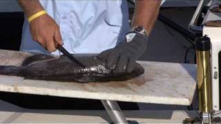 The BEST Way to Fillet Catfish [upl. by Hesky]