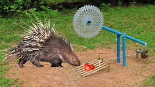 EASY PORCUPINE TRAP Creative DIY Porcupine Trap Using Cutter With PVCr Work 100 [upl. by Aryad]