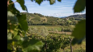 Collio 2019 grande Friulano ottimo Pinot Bianco Pinot grigio molto grigio [upl. by Oluap]