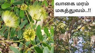 வாகை மரம்  Albizia lebbeck [upl. by Nerraf664]