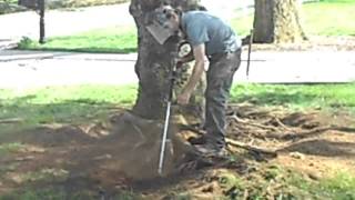 Tree Root Collar Excavation of Norway Spruce with Girdling Root [upl. by Eceeryt]