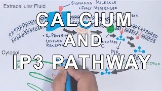 Calcium amp IP3 Pathway [upl. by Etsirhc]