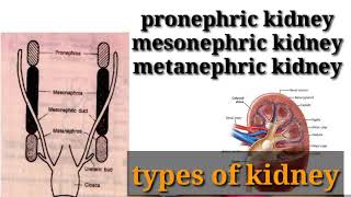 types of kidney in hindi  pronephricmesonephric or metanephric kidney in hindi [upl. by Evadne]