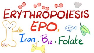 Erythropoiesis EPO Iron Vitamin B12 and Folate  Physiology Series [upl. by Ritch]