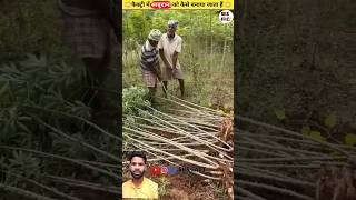 साबूदाना बनाने का तरीका agriculture amazingfacts farming Arshvlogs7 [upl. by Perloff]