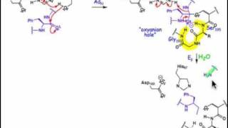 2106 Serine and Cysteine Proteases [upl. by Ytirev]