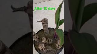 How to propagate cordyline from cuttings shorts cordyline [upl. by Snyder]