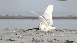 Snowy Owl vs Peregrine Falcon [upl. by Stedt]