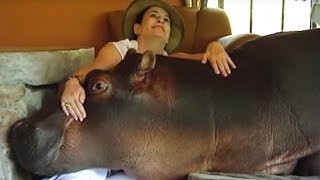 Daredevil Cuddles With Giant Hippo  Deadly 60  BBC Earth [upl. by Wendin]