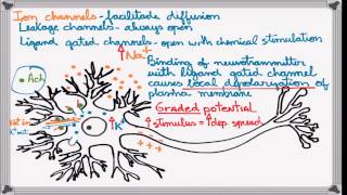 Best Action Potential explanation [upl. by Phyl270]