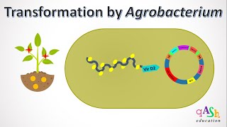 Transformation in Agrobacterium  Crown gall disease  Ti plasmid  T DNA transfer  Agrobacterium [upl. by Sekyere]