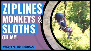 Zip Lines Monkeys and Sloths Adventure In Roatan Honduras [upl. by Dalis]